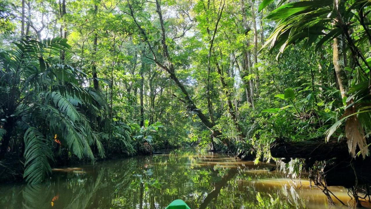 Hotel Wildlife Art Tortuguero Zewnętrze zdjęcie