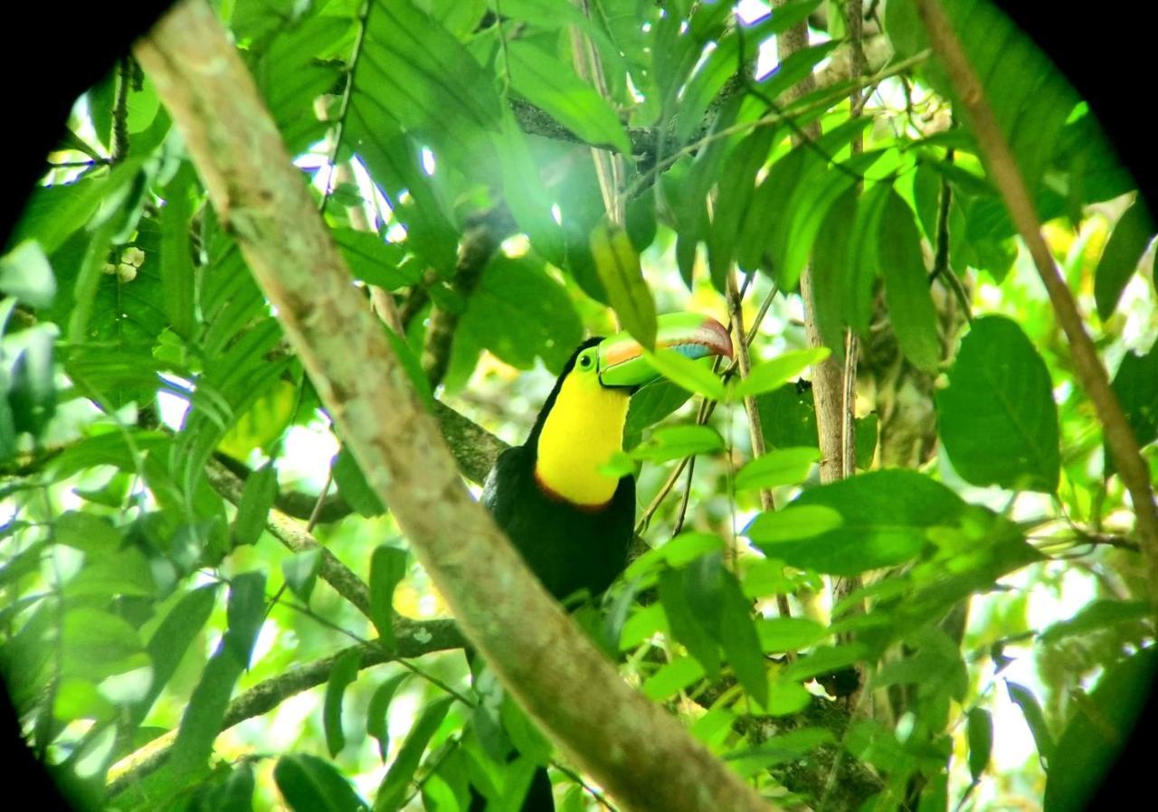 Hotel Wildlife Art Tortuguero Zewnętrze zdjęcie