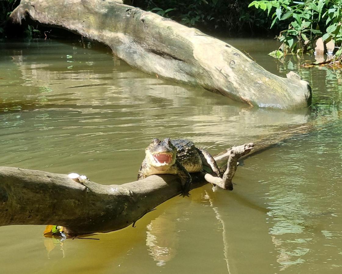 Hotel Wildlife Art Tortuguero Zewnętrze zdjęcie