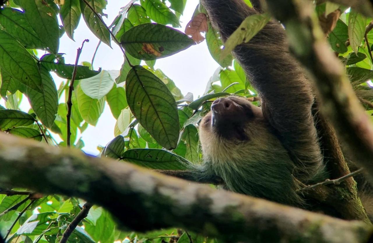 Hotel Wildlife Art Tortuguero Zewnętrze zdjęcie