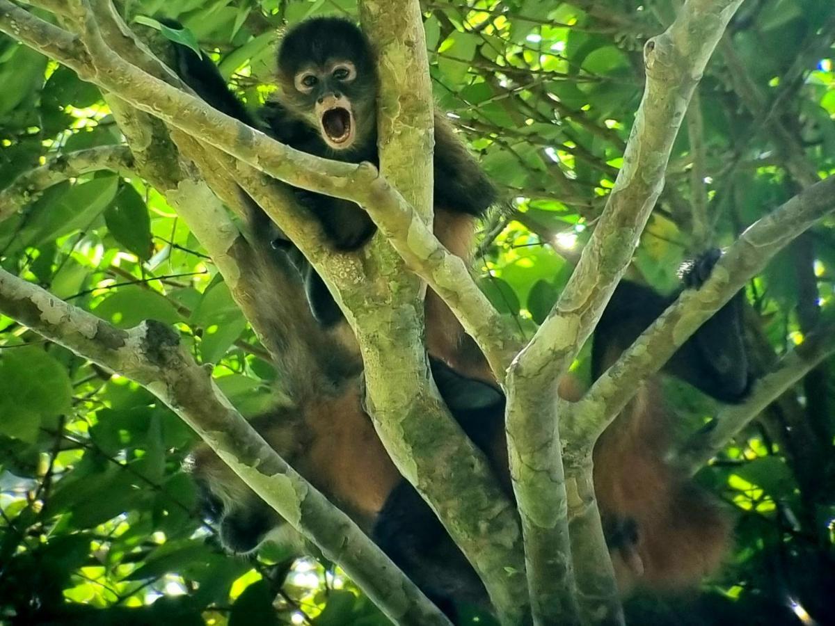 Hotel Wildlife Art Tortuguero Zewnętrze zdjęcie