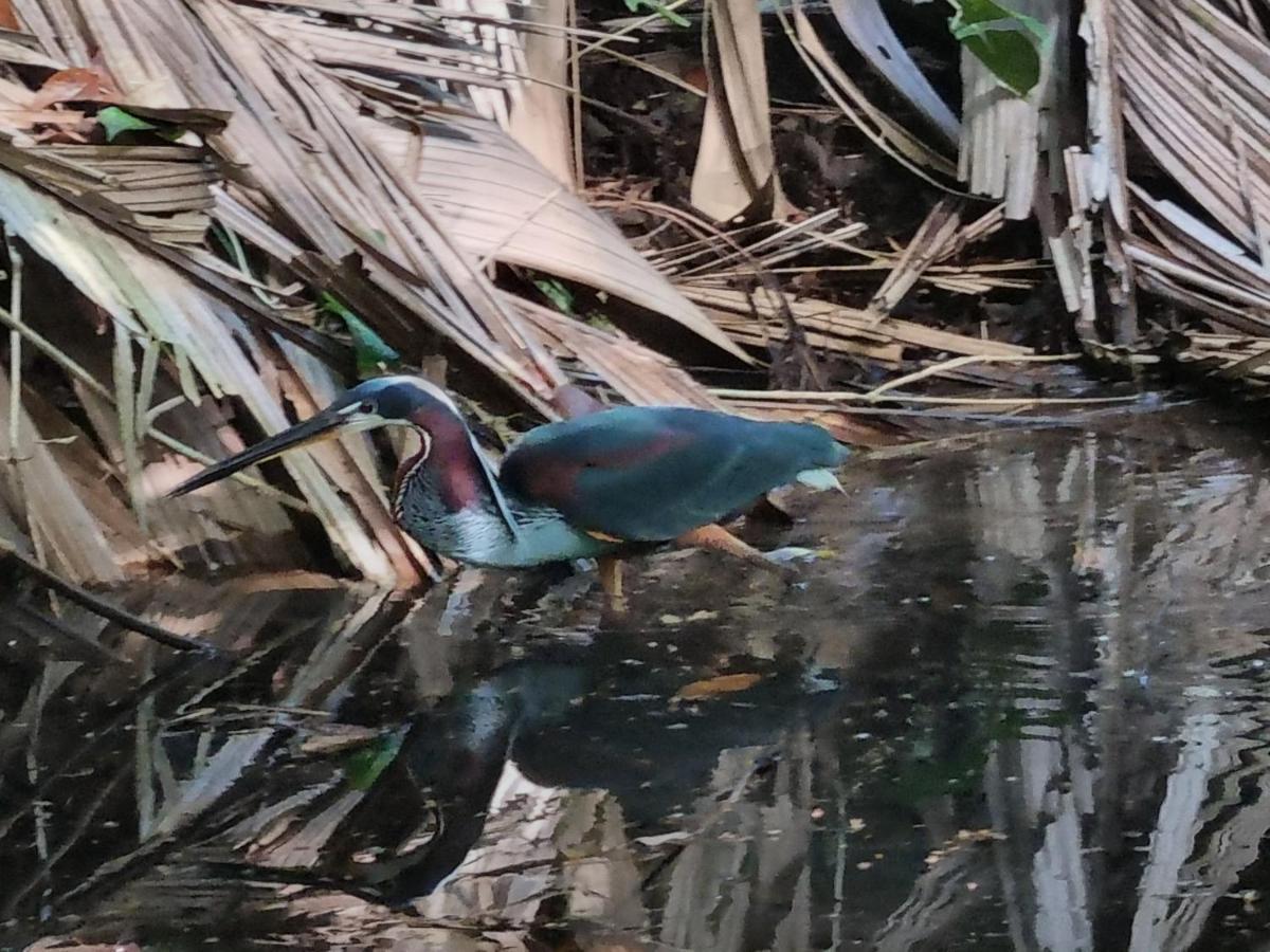 Hotel Wildlife Art Tortuguero Zewnętrze zdjęcie