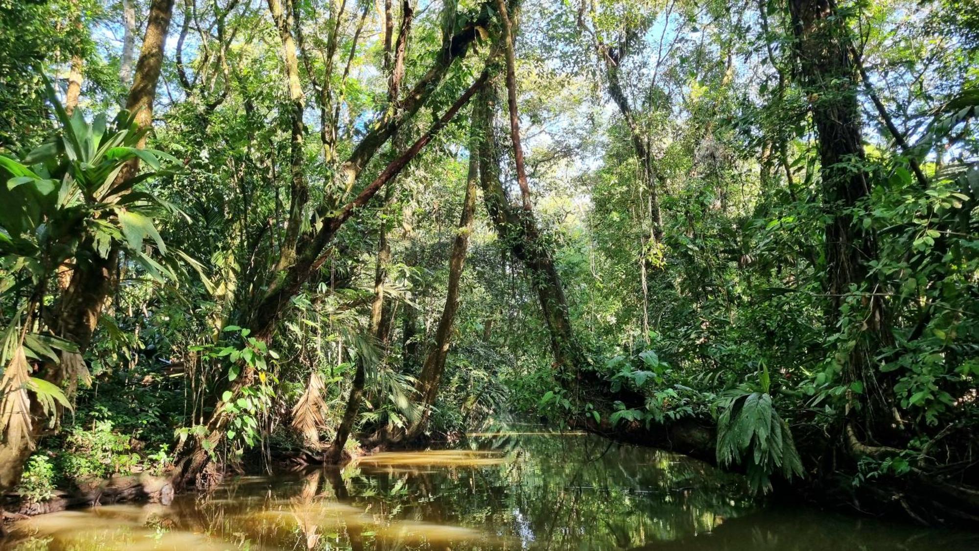 Hotel Wildlife Art Tortuguero Zewnętrze zdjęcie