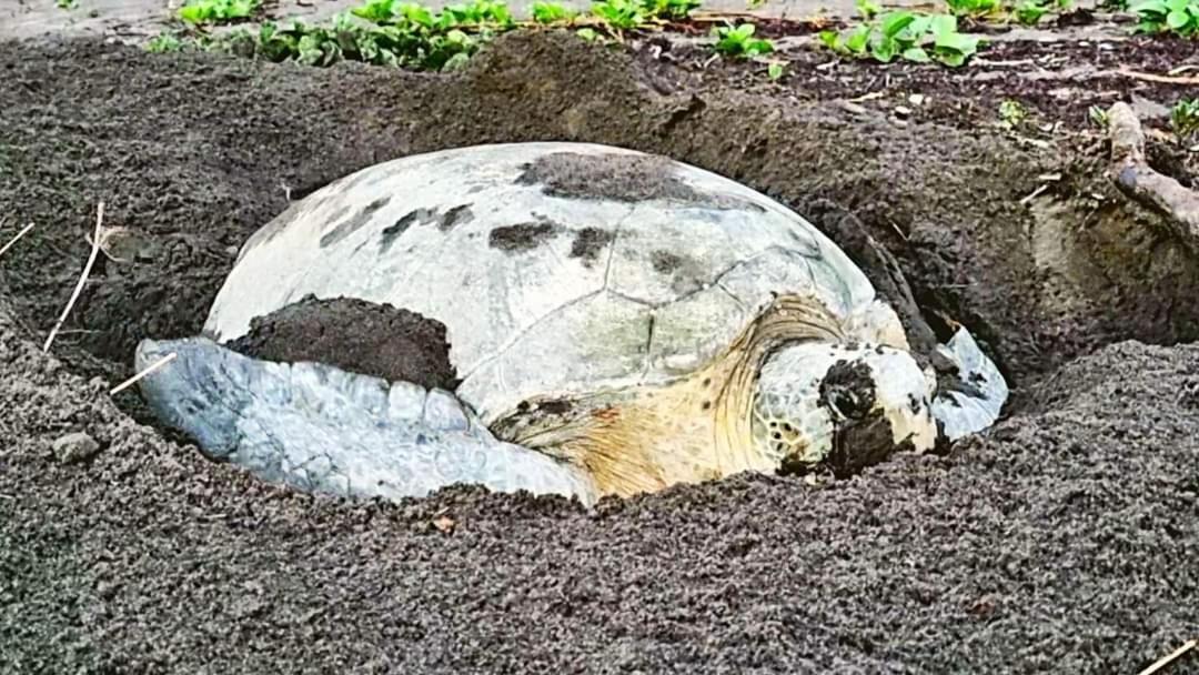 Hotel Wildlife Art Tortuguero Zewnętrze zdjęcie