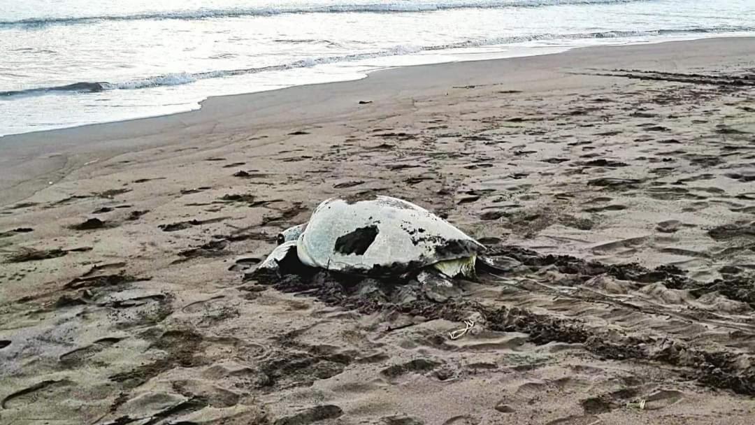 Hotel Wildlife Art Tortuguero Zewnętrze zdjęcie